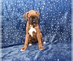 Small Photo #10 Boxer Puppy For Sale in CHILHOWEE, MO, USA