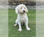 Small #2 Poodle (Miniature) Mix