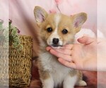 Small #2 Pembroke Welsh Corgi