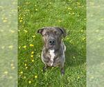 Small #4 American Bulldog Mix