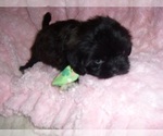 Small #7 Shih Tzu