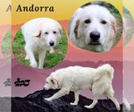 Small Photo #1 Great Pyrenees Puppy For Sale in Lindsay, CA, USA