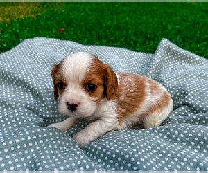 Cavalier King Charles Spaniel Puppy for sale in WEBB CITY, MO, USA