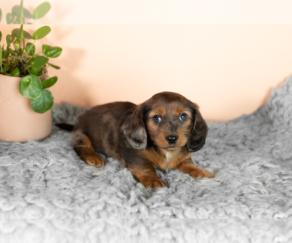 Medium Photo #2 Dachshund Puppy For Sale in WAKARUSA, IN, USA