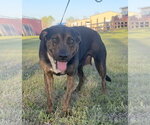 Small #1 Mutt