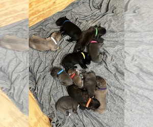 Cane Corso Litter for sale in TUCSON, AZ, USA