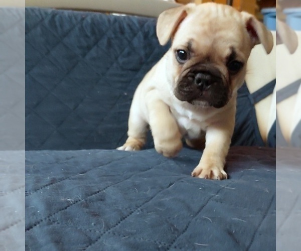 Medium Photo #42 French Bulldog Puppy For Sale in MANHATTAN, NY, USA