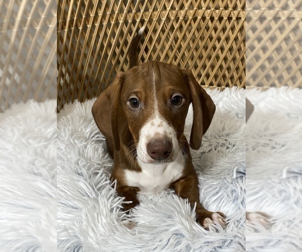 Medium Photo #1 Dachshund Puppy For Sale in CANOGA, NY, USA