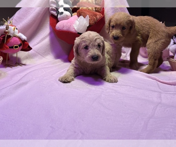 Medium Photo #3 Labradoodle Puppy For Sale in SUMMERVILLE, SC, USA