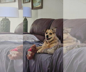 Mutt Dogs for adoption in Royal Palm Beach, FL, USA