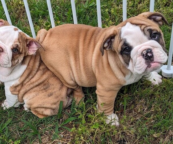 Medium Photo #5 Bulldog Puppy For Sale in GREEN FOREST, AR, USA