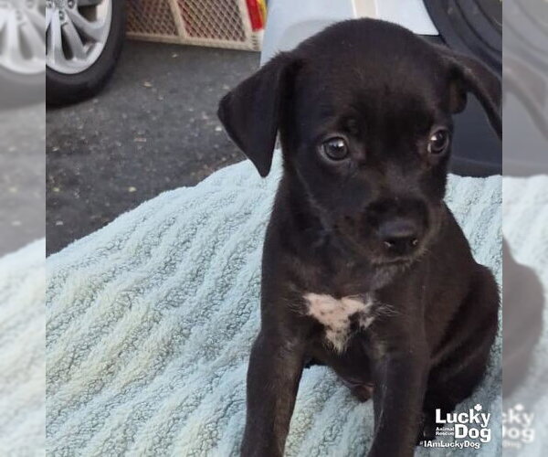 Medium Photo #1 Labrador Retriever-Unknown Mix Puppy For Sale in Washington, DC, USA