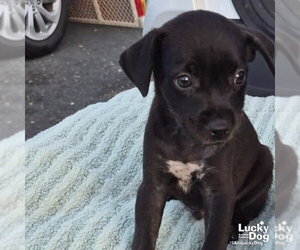 Labrador Retriever-Unknown Mix Dogs for adoption in Washington, DC, USA