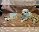 Small Photo #12 Maltipoo (Miniature) Puppy For Sale in BROOKFIELD, MO, USA