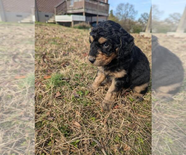 Medium Photo #4 Aussiedoodle Miniature  Puppy For Sale in NASHVILLE, TN, USA
