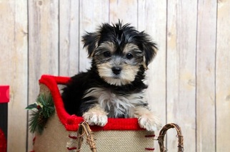 Morkie Puppy for sale in PORTSMOUTH, OH, USA