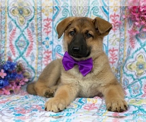 German Shepherd Dog Puppy for sale in LANCASTER, PA, USA