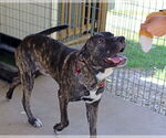 Small #3 Mastiff Mix