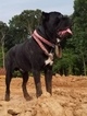 Small Photo #1 Cane Corso Puppy For Sale in IMPERIAL, MO, USA