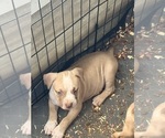 Small Photo #9 American Bully Puppy For Sale in LOGANVILLE, GA, USA