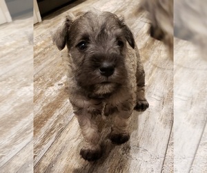 Schnauzer (Miniature) Puppy for sale in LOCKWOOD, NY, USA
