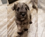 Small Schnauzer (Miniature)