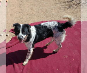 Jack Jack - Male Border Collie-Unknown Mix Dog for Adoption - Photo #3