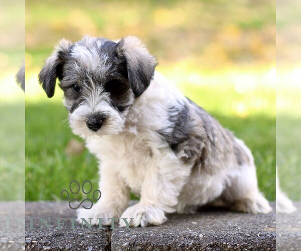Medium Photo #4 Schnauzer (Miniature) Puppy For Sale in RONKS, PA, USA