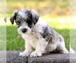 Small #3 Schnauzer (Miniature)