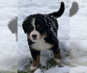 Bernese Mountain Dog Puppy for sale in ROLLA, MO, USA