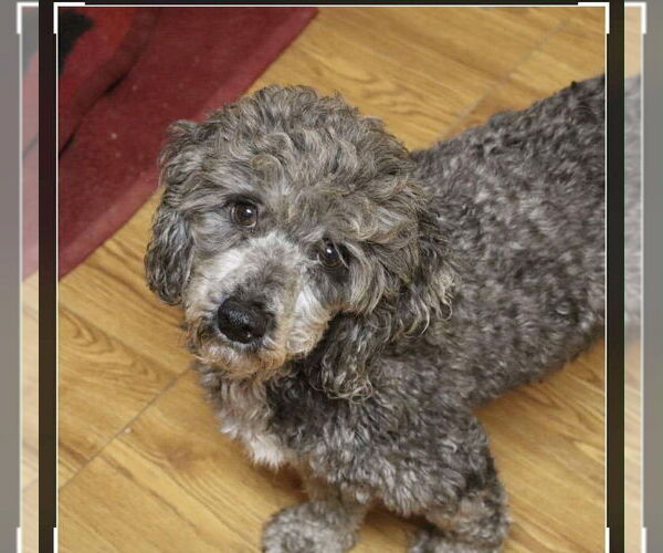 Medium Photo #2 Poodle (Miniature) Puppy For Sale in New York, NY, USA