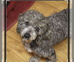 Small #1 Poodle (Miniature)