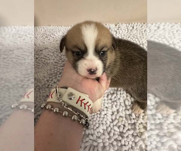 Medium Photo #1 Pembroke Welsh Corgi Puppy For Sale in SNOOK, TX, USA