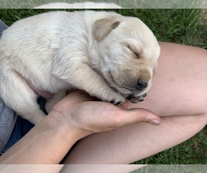 Labrador Retriever Puppy for sale in BONNERS FERRY, ID, USA