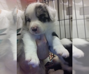 Border Collie Puppy for sale in ESCONDIDO, CA, USA