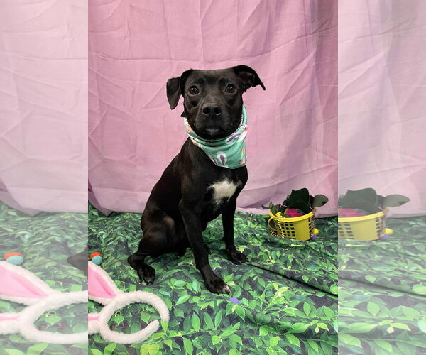 Medium Photo #4 Mutt Puppy For Sale in Clarkesville, GA, USA