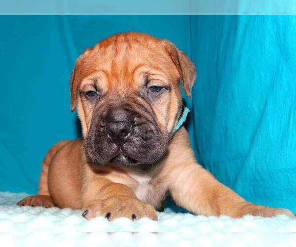 Medium Photo #6 Bullmastiff Puppy For Sale in VERONA, MO, USA