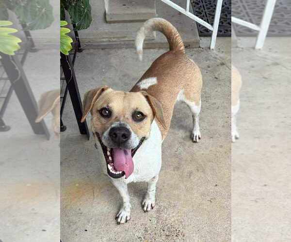 Medium Photo #1 Beagle-Unknown Mix Puppy For Sale in Dunnellon, FL, USA