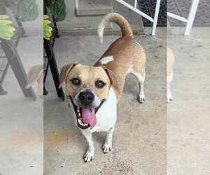 Beagle-Unknown Mix Dogs for adoption in Dunnellon, FL, USA