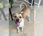 Small Beagle Mix