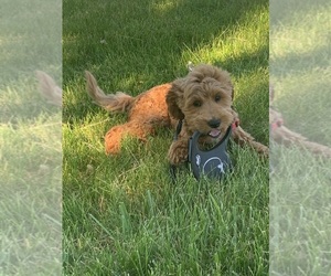 Goldendoodle (Miniature) Dog for Adoption in MILWAUKEE, Wisconsin USA