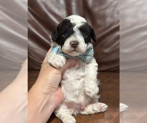 Poodle (Toy) Puppy for sale in CAMPBELLSVILLE, KY, USA