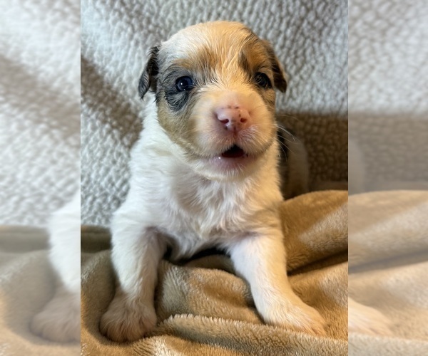 Medium Photo #15 Australian Shepherd Puppy For Sale in EUSTIS, FL, USA