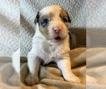 Small #1 Australian Shepherd