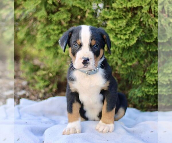 Medium Photo #1 Greater Swiss Mountain Dog Puppy For Sale in RONKS, PA, USA