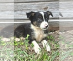 Puppy Raven Miniature Australian Shepherd