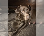 Small Photo #2 Labrador Retriever Puppy For Sale in RIVERSIDE, CA, USA