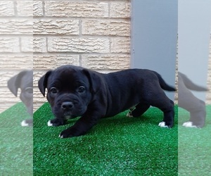 American Bully Puppy for sale in CARTHAGE, TX, USA