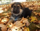 Small Photo #26 German Shepherd Dog Puppy For Sale in FOREST GROVE, OR, USA
