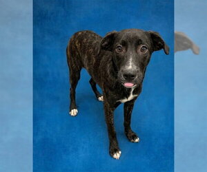 Siberian Husky-Unknown Mix Dogs for adoption in Peoria, IL, USA